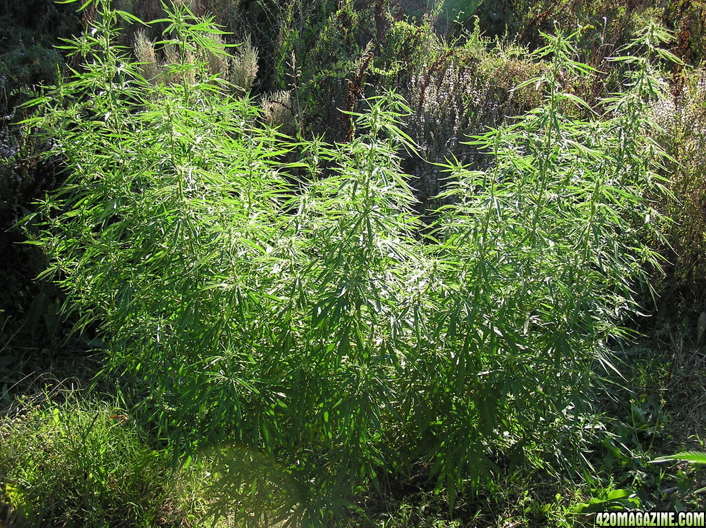 2013_Outdoor_Grow_00824.JPG