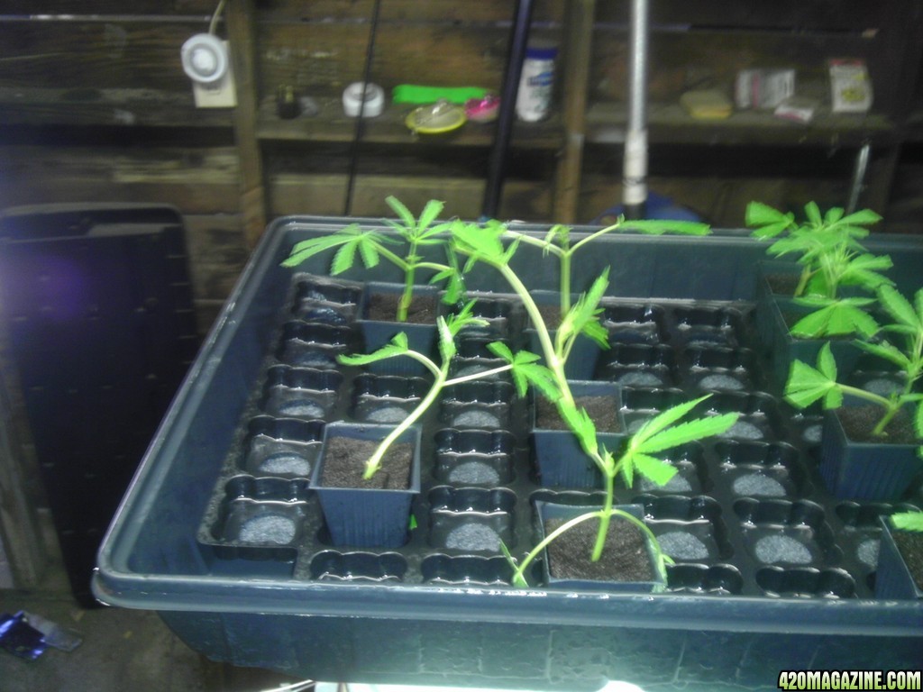 2013_Outdoor_Grow_00919.jpg