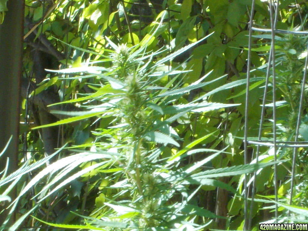 2013_Outdoor_Grow_00933.JPG