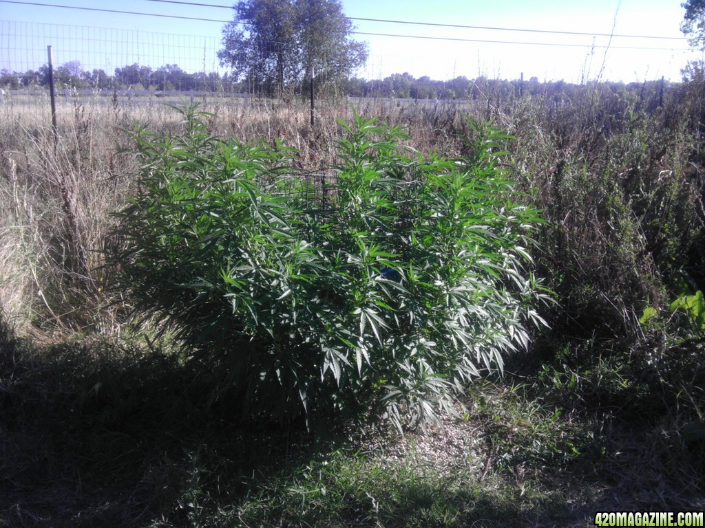 2013_Outdoor_Grow_01017.jpg