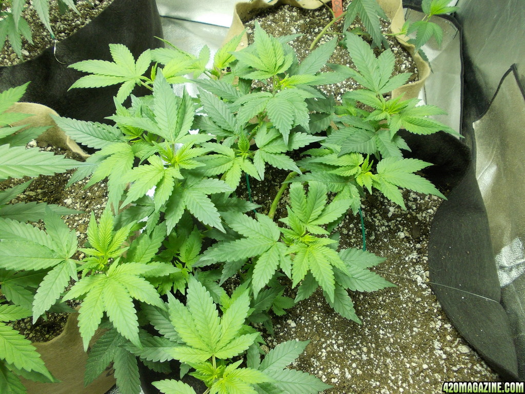 2013_Outdoor_Grow_01036.JPG