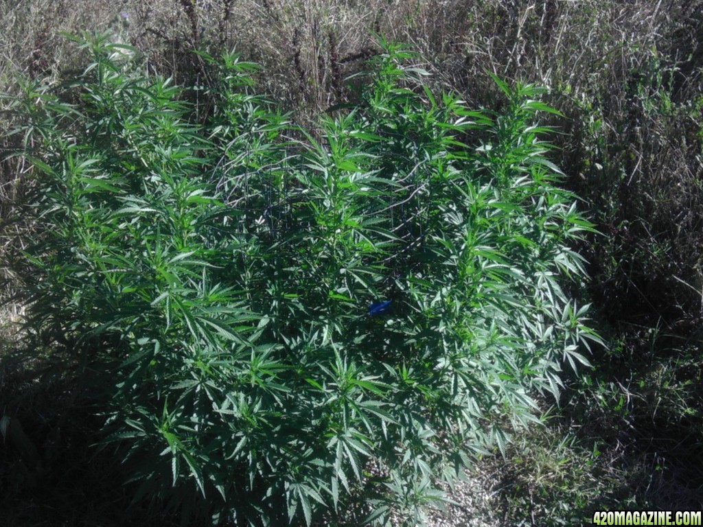 2013_Outdoor_Grow_01116.jpg