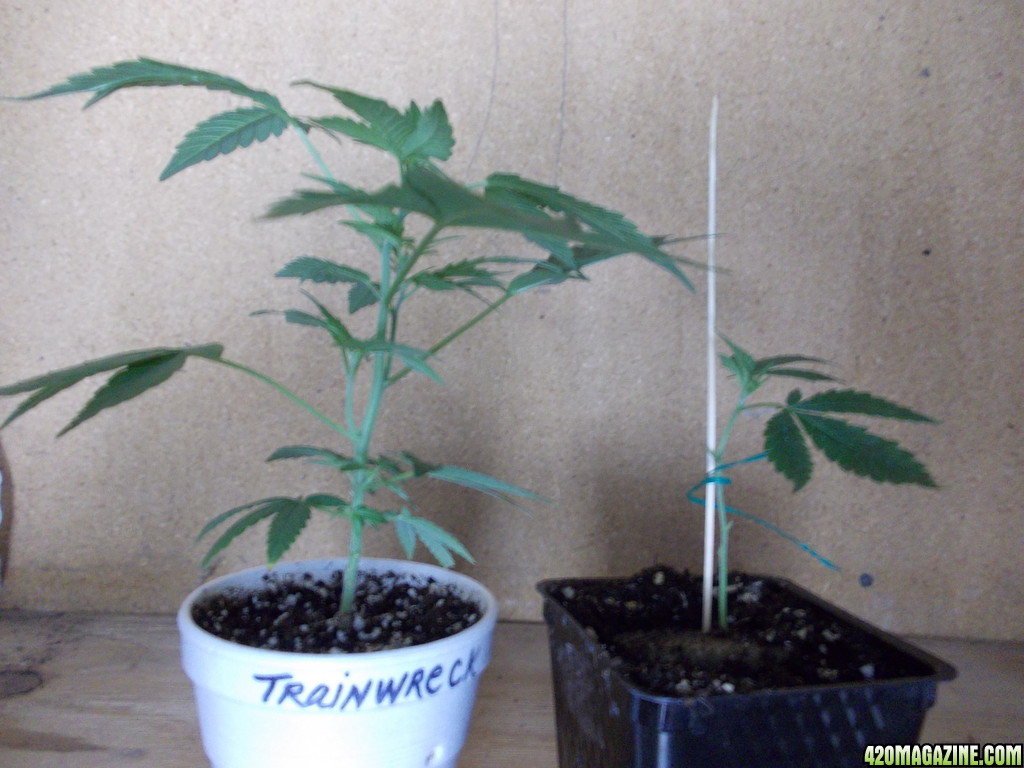 2013_Outdoor_Grow_01122.JPG