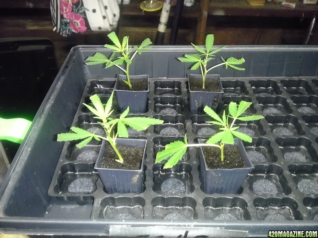 2013_Outdoor_Grow_01218.jpg