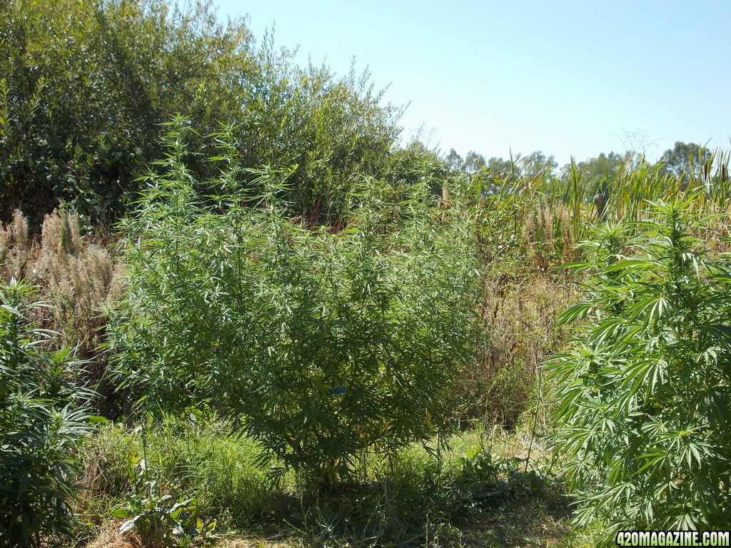 2013_Outdoor_Grow_01225.JPG