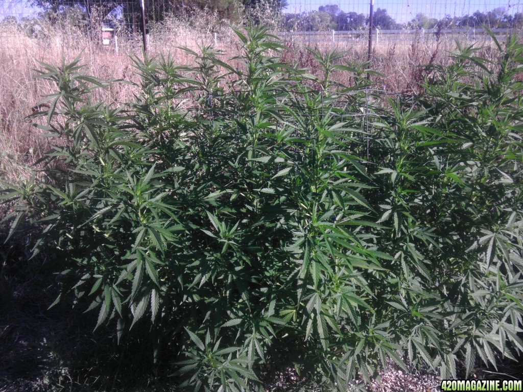 2013_Outdoor_Grow_01316.jpg