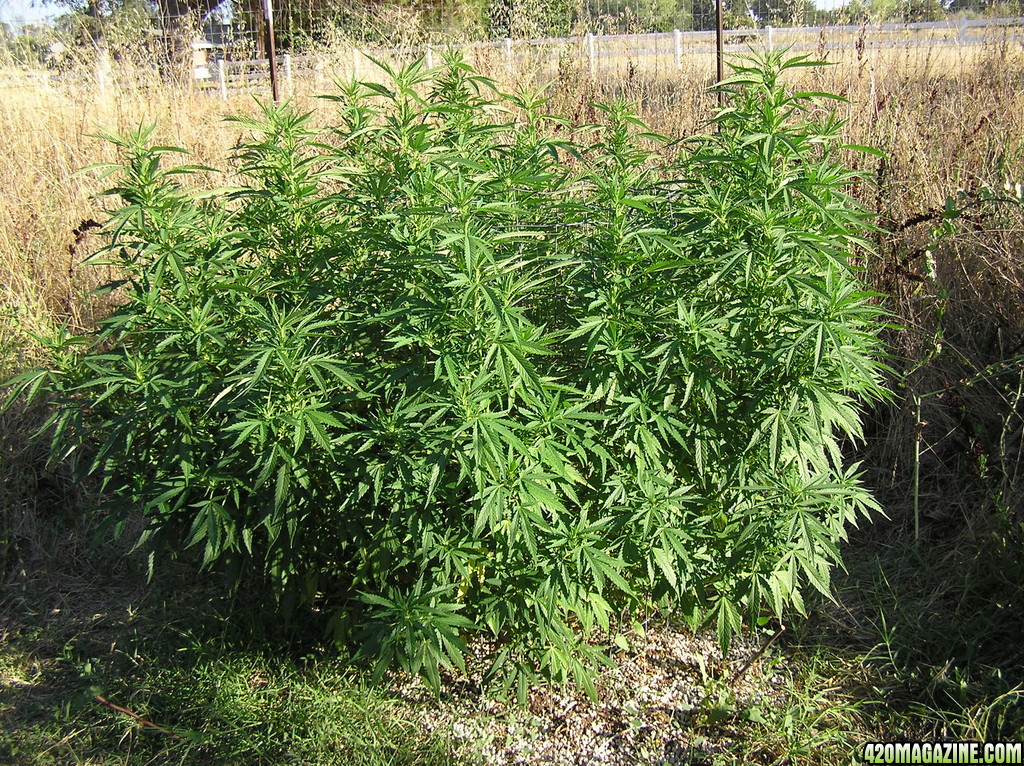 2013_Outdoor_Grow_01317.JPG