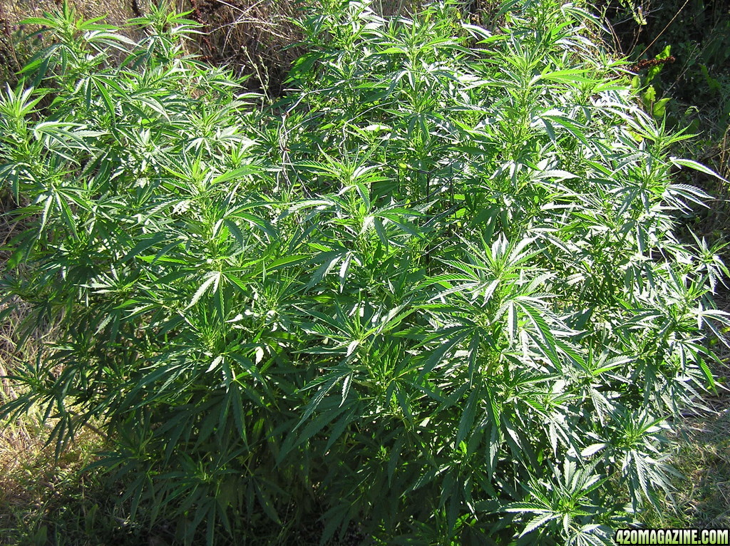 2013_Outdoor_Grow_01417.JPG