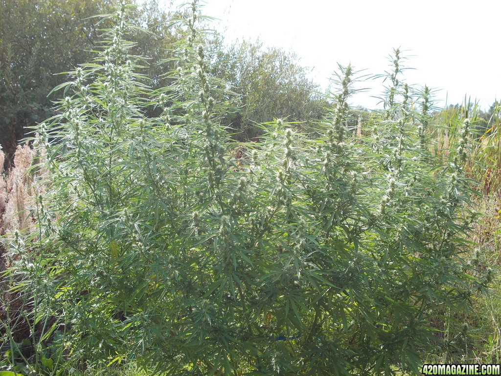 2013_Outdoor_Grow_01428.JPG