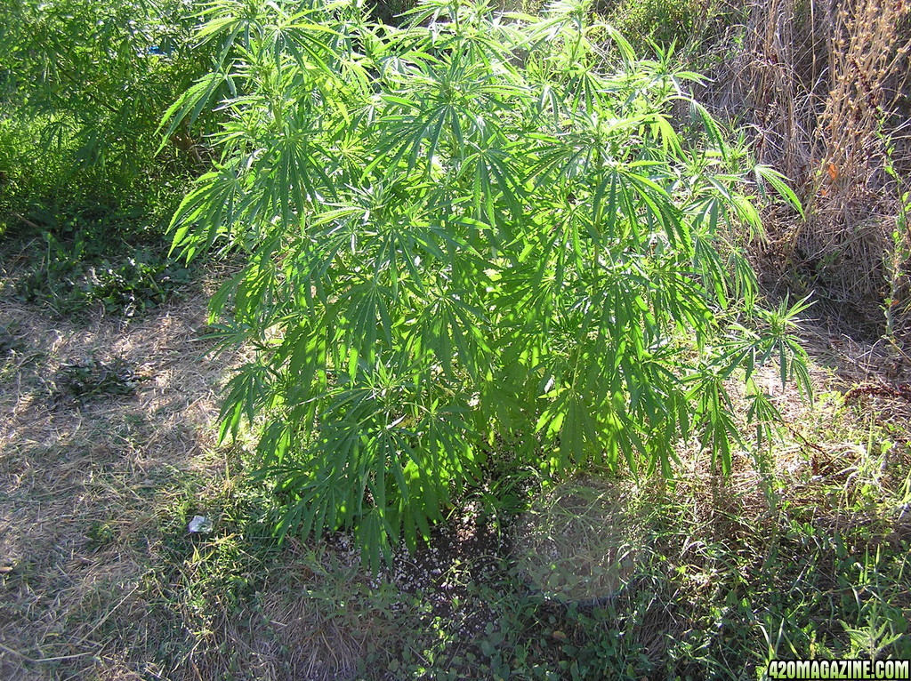 2013_Outdoor_Grow_01818.JPG