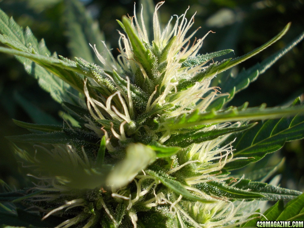 2013_Outdoor_Grow_01831.JPG