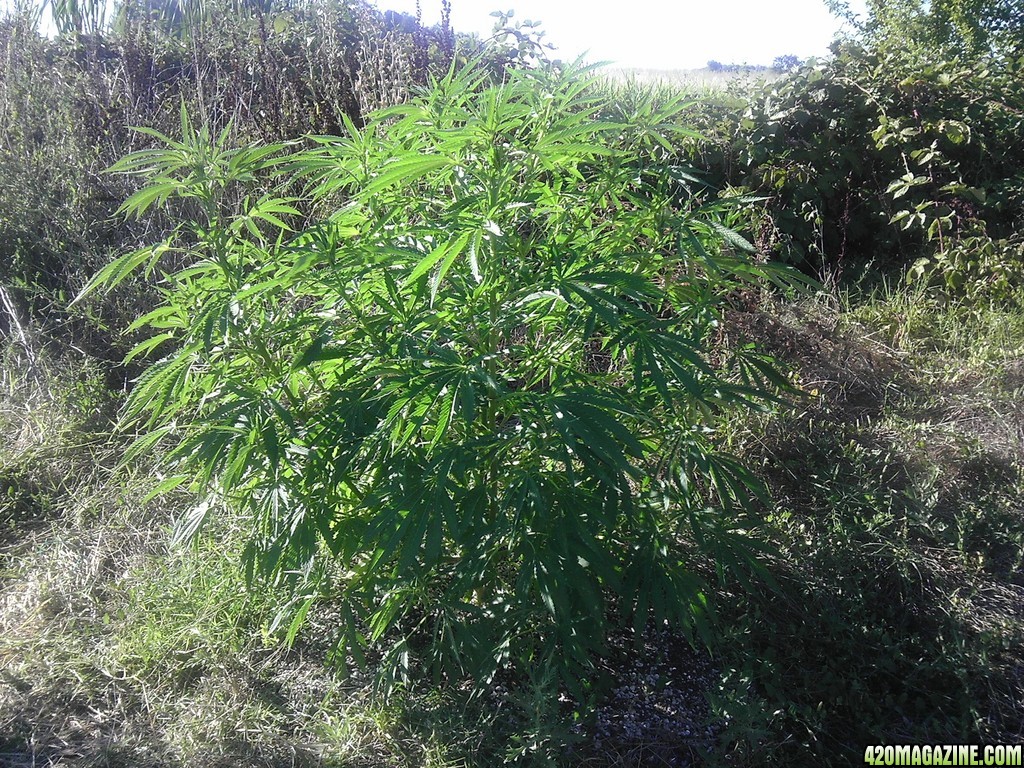 2013_Outdoor_Grow_01916.jpg