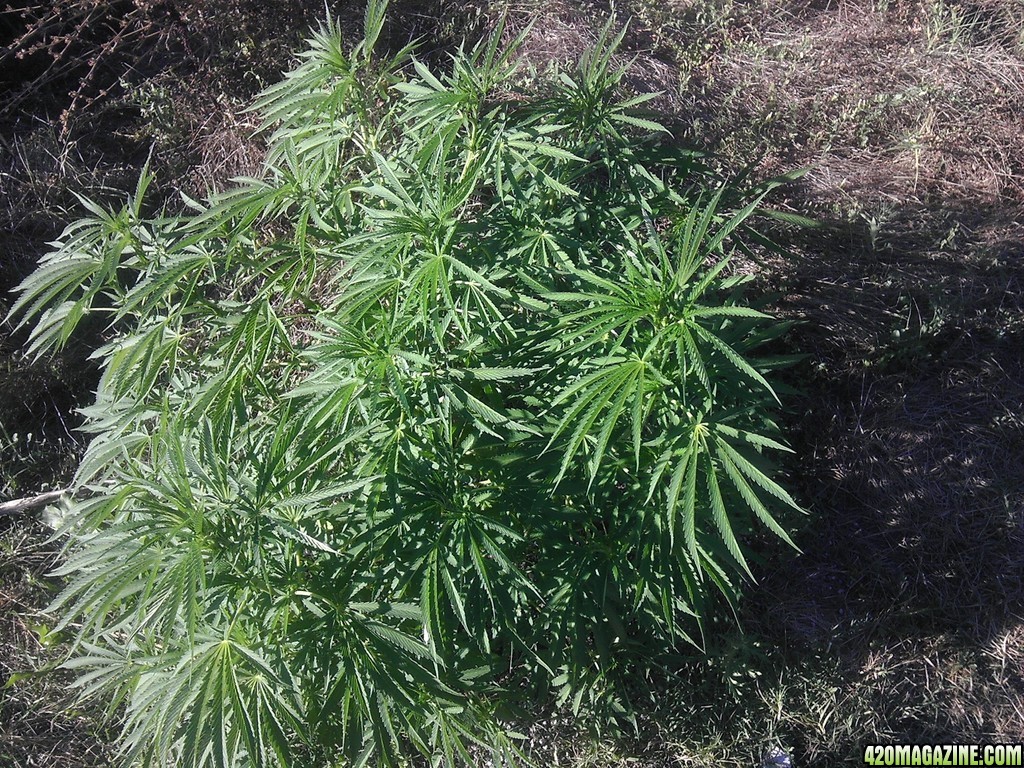 2013_Outdoor_Grow_02114.jpg