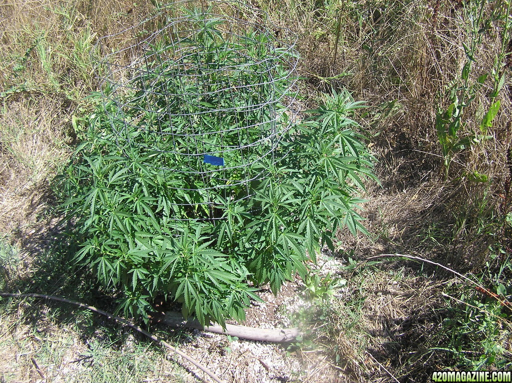 2013_Outdoor_Grow_0331.JPG