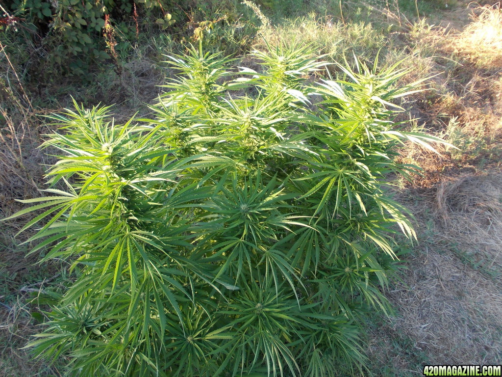 2013_Outdoor_Grow_0345.JPG