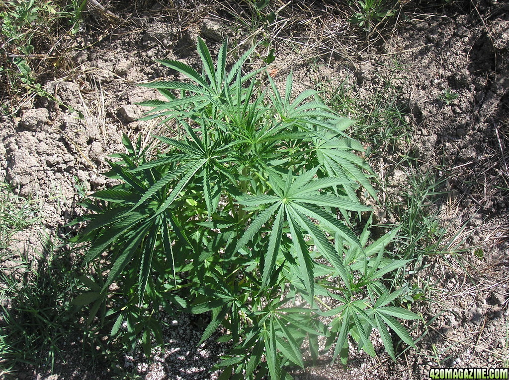 2013_Outdoor_Grow_042.JPG