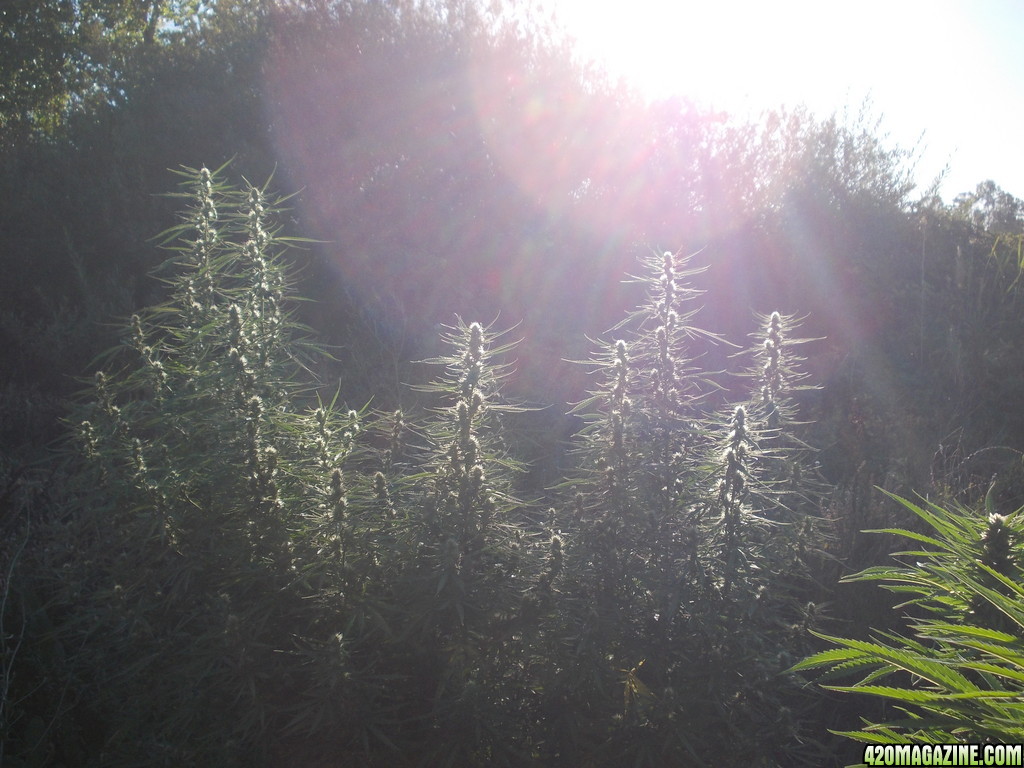 2013_Outdoor_Grow_0423.JPG