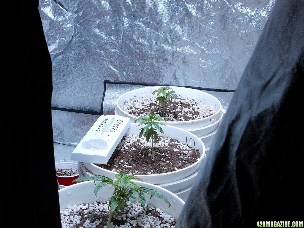 2013_sannie_s_seeds_018.JPG