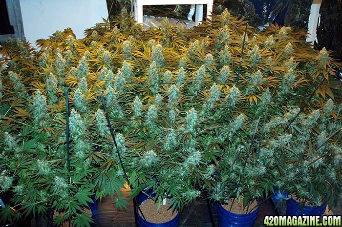 2076GROW4_flowerday40_13.jpg