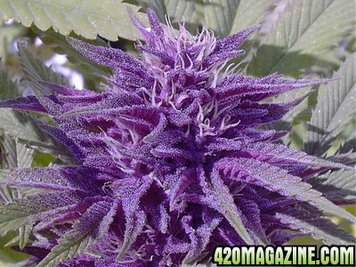 21025normal_purple_pot.jpg