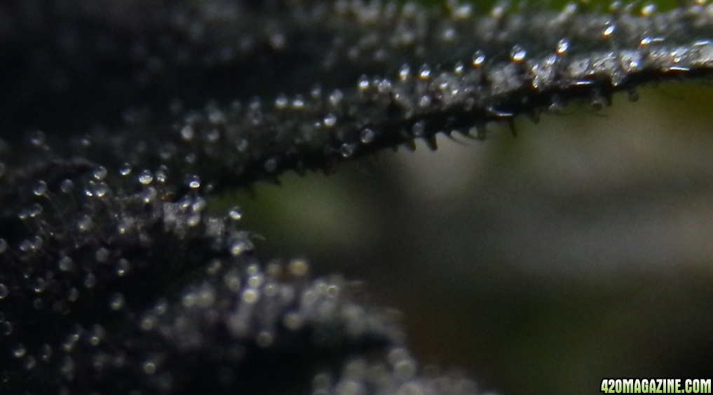 217trichs.jpg