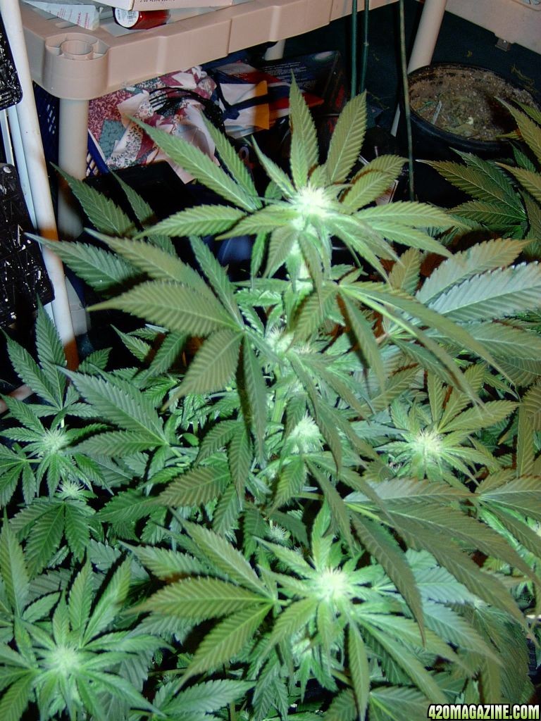 21_days_flower_b.jpg