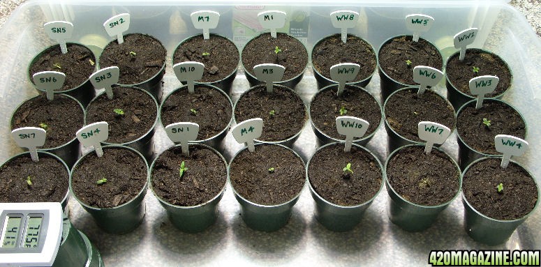 2HALF-SproutedTransplanted.jpg