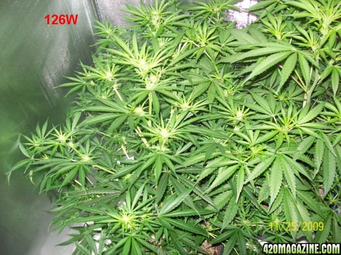 2_5_weeks_flowering_006_700x524.jpg