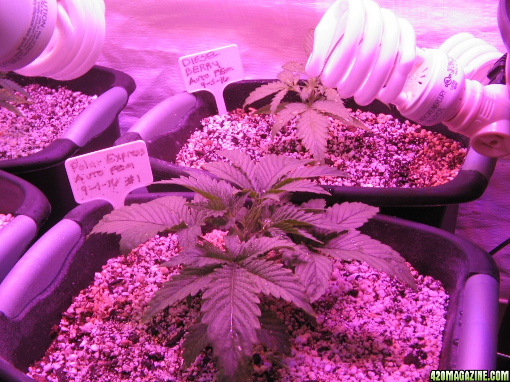 2_autos_2_weeks_old.JPG