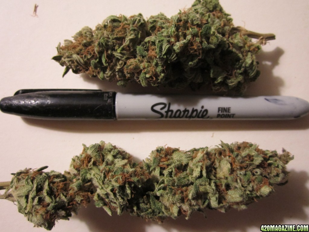 2_nug_sharpe_DCCJPG.JPG