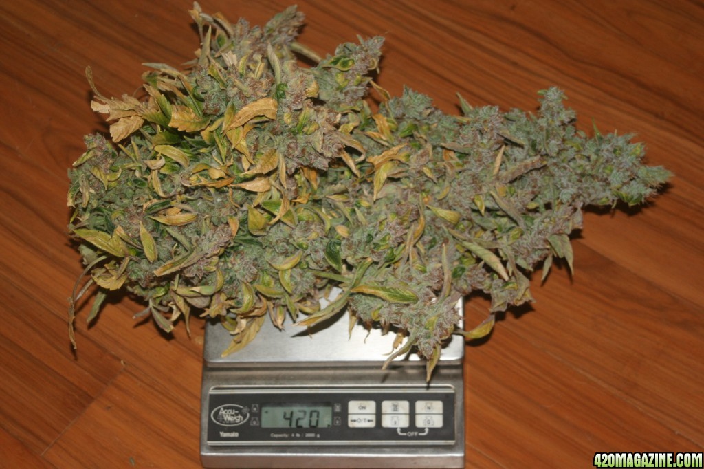 2nd_clone_harvest_069.JPG