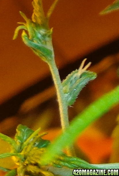 2nd_grow_pistil_form.jpg