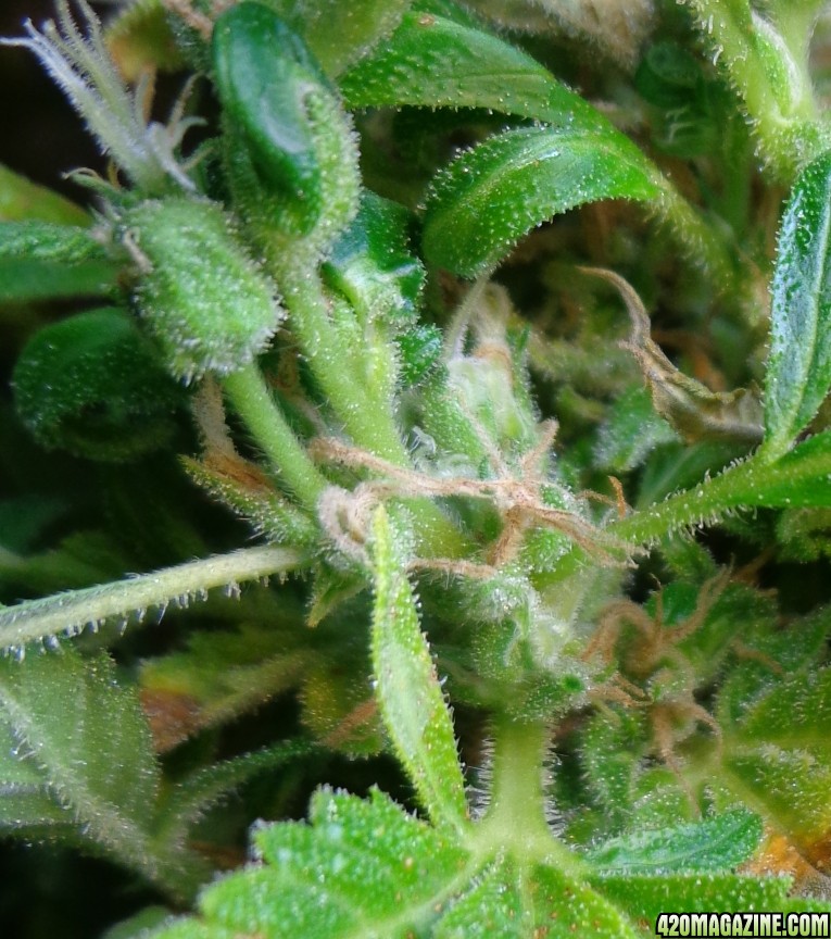 3-22-14_Lower_Buds.jpg