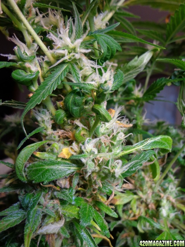 3-22-14_Lower_Buds_2.jpg