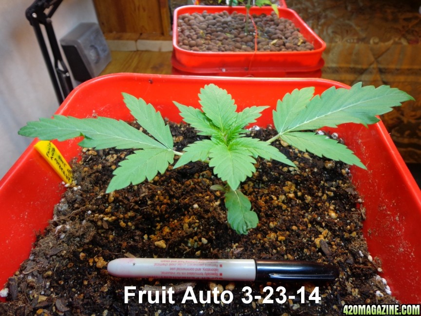 3-23-14_Fruit_Auto.jpg