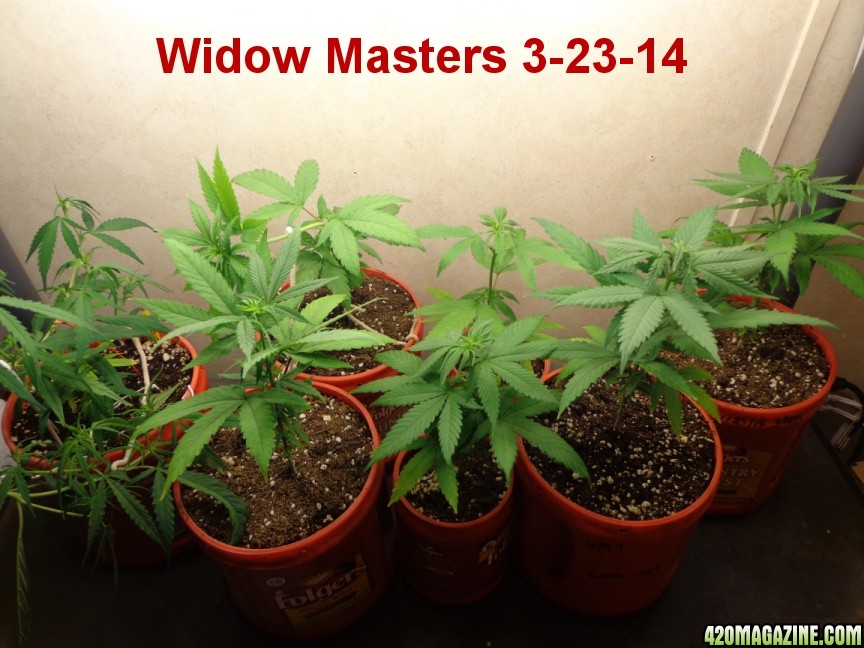 3-23-14_Widow_Masters.jpg