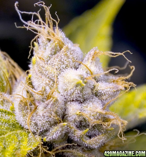 3560OG_KUSH_04_15_05_6weeksflower_04_crop-med.jpg