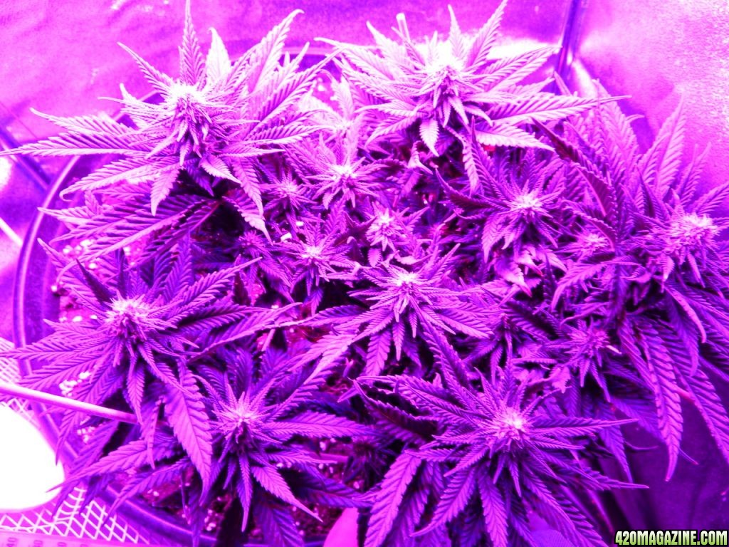 38_days_flower_016.jpg