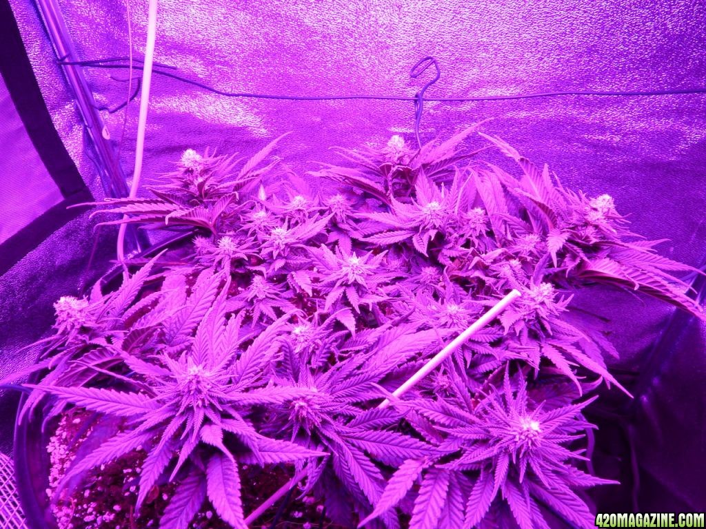 38_days_flower_AFTER_006.jpg