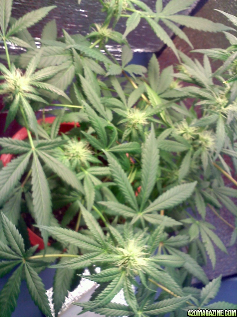 3months_old_SledgeHammer4_6th_week_flowering.jpg