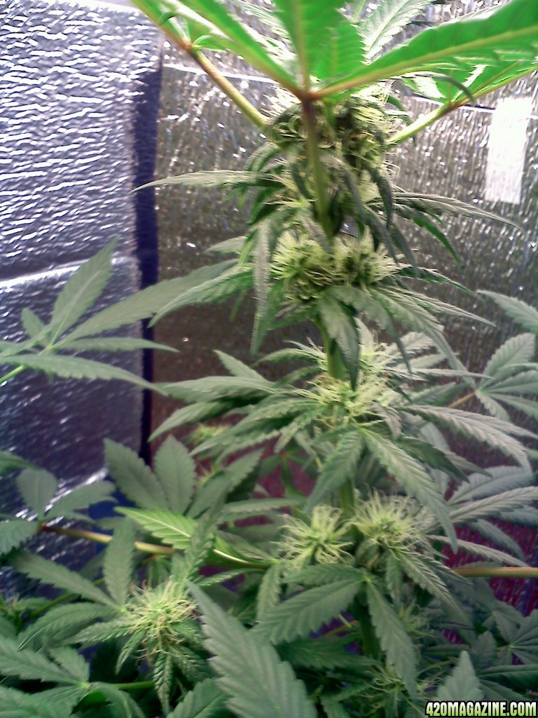 3months_old_SledgeHammer5_6th_week_flowering.jpg