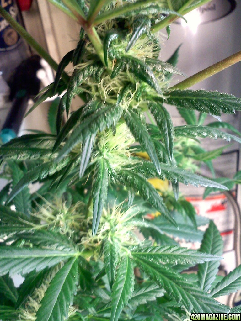 3months_old_SledgeHammer6_6th_week_flowering.jpg