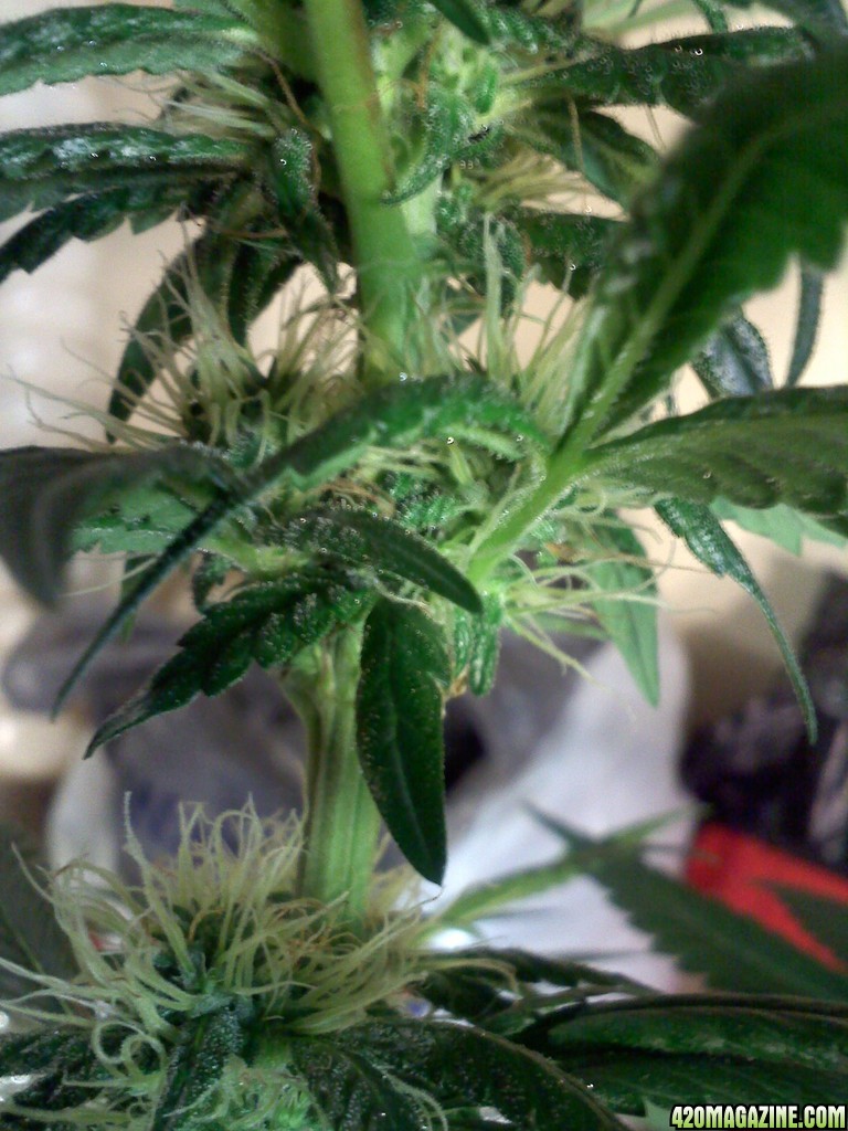 3months_old_SledgeHammer7_6th_week_flowering.jpg