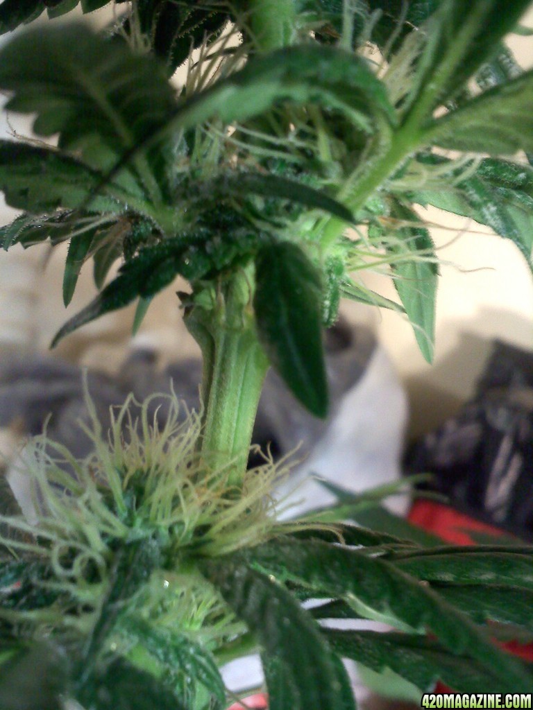 3months_old_SledgeHammer8_6th_week_flowering.jpg