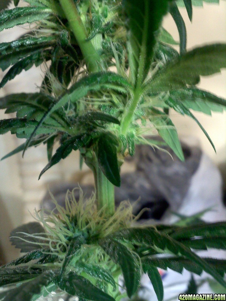 3months_old_SledgeHammer9_6th_week_flowering.jpg