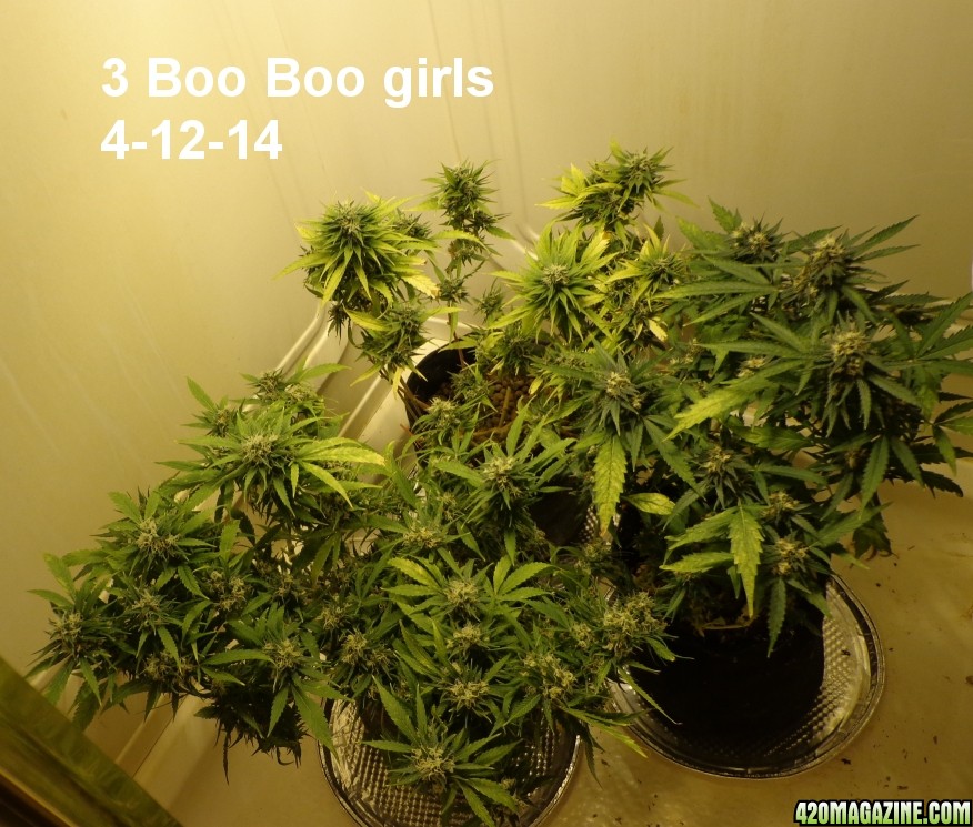 4-12_Boo_Boo_girls.jpg