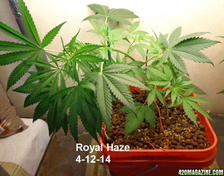 4-12_Royal_Haze.jpg