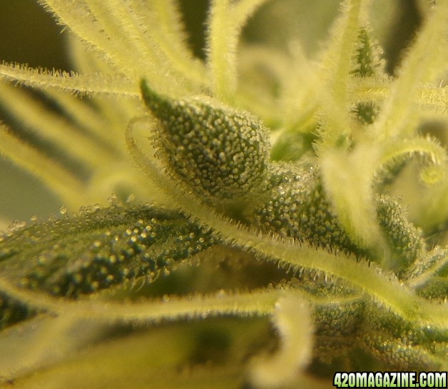 4-5_trichomes_1.jpg