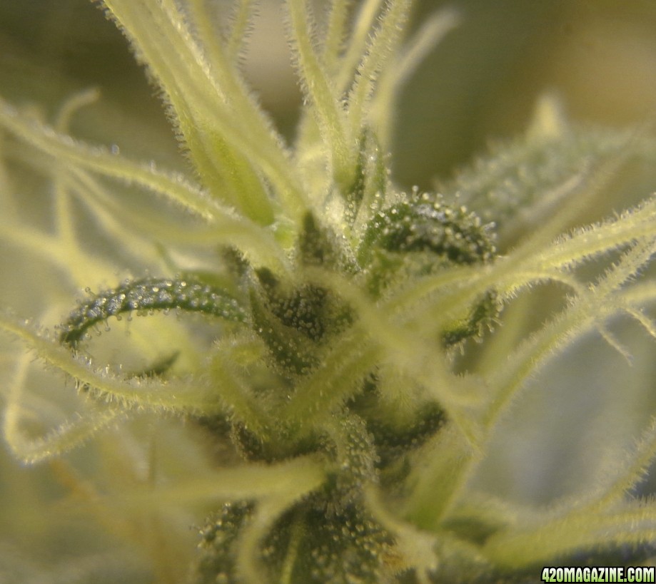 4-5_trichomes_2.jpg