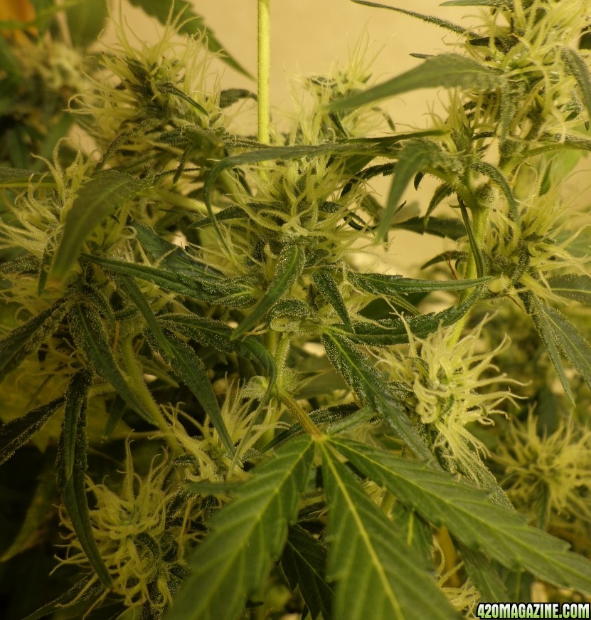 4-5_white_widow_flowers_1.jpg